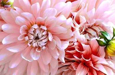 Dahlia